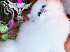 Title Luxury Silver Shaded ns1133 Rare British kittens