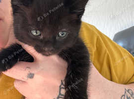 7 week old kittens