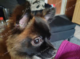 2 year old long hair Chihuahua