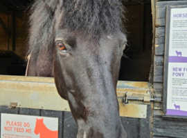 12hh New forest looking for companion home.