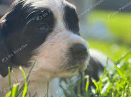 Kc English springer spaniels