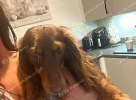 Rehoming - co own basis