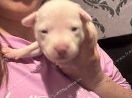 Staffy cross pups