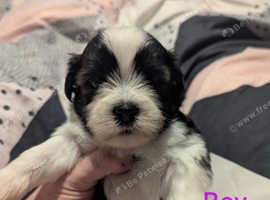Male shichon