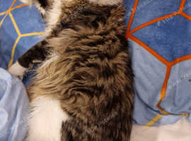 6 BEAUTIFUL FULL MAINECOONS 5 BOYS 1 GIRL