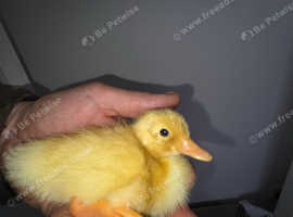 1 runner duck fir sale