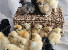 *BRAND NEW SHOWGIRL AND SILKIE/SATIN CHICKS *MUST SEE*