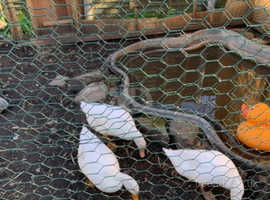 Poultry enclosure and 3 cherry valley ducks