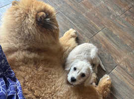 Bailey needs her forever home