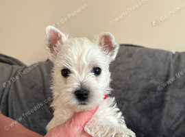 KC Exceptional Westie Puppies - Raised with Love