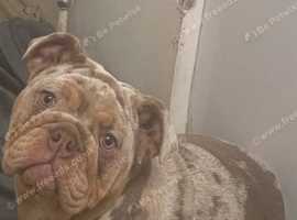 Champion bloodline english bulldog puppies 2024 for sale