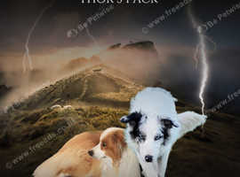 Merle, Blue Eye, KC Registered Border Collie Puppies