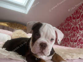 Lilac olde english bulldogge best sale puppies for sale near me