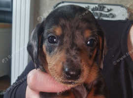 Looking for forever home