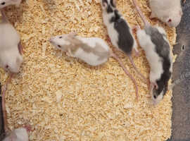 rats