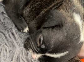 Old tyme English x cane corso
