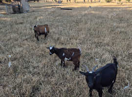 Young pygmy goat's looking for new homes