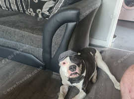 Female American bull