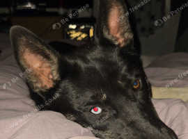 Female husky cross German shepherd