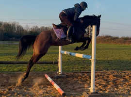 16hh 12yr old thoroughbred gelding