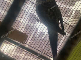 CAGE INCLUDED WITH PRICE Two blue and grey eastern rosellas for sale (bonded)