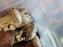 Isopods