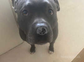 5 year old Blue Staffordshire bull terrier in need of rehoming.