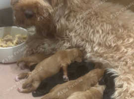 Beautiful Cockapoo puppy ready now