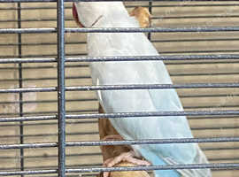 Ringneck