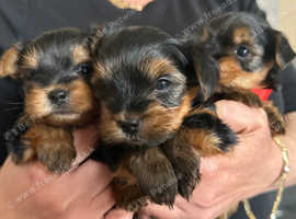 Beautiful Yorkie Puppies
