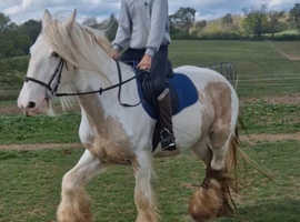 Family cob
