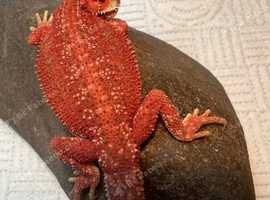 Bearded dragons