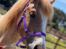 New forest project pony