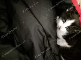 Kitten for sale white and black with blue eyes ready for homing 8 weeks