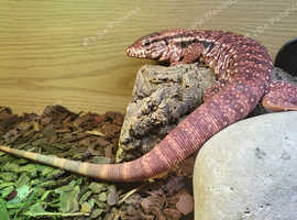 Wanted Red male tegu