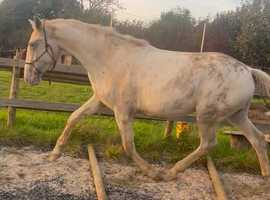 Sport horse type Appaloosa x