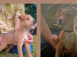Lakeland terrier puppies (quality)