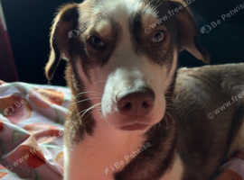 Husky cross Spaniel looking for loving home.