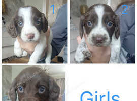 Beautiful sprockee puppies