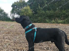 Loving boy in need of forever home