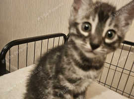 Full pedigree bengal kittens