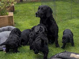 labradoodle cockapoo chesterfield