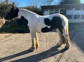 15hh, 7yo Pieblad cob mare.