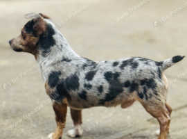 Merle jack sale russell for sale