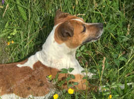 6yr old plummer terrier bitch