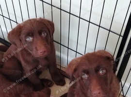 Stunning shepordors puppies