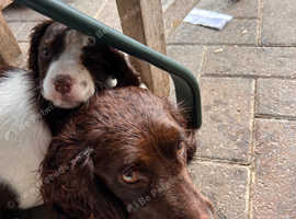 Cocker spaniel pupp