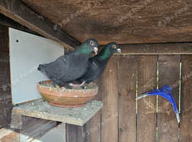 Black Racing Pigeons
