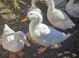 pekin ducks