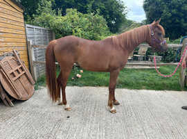 Purebred Arabian Mare 4yrs